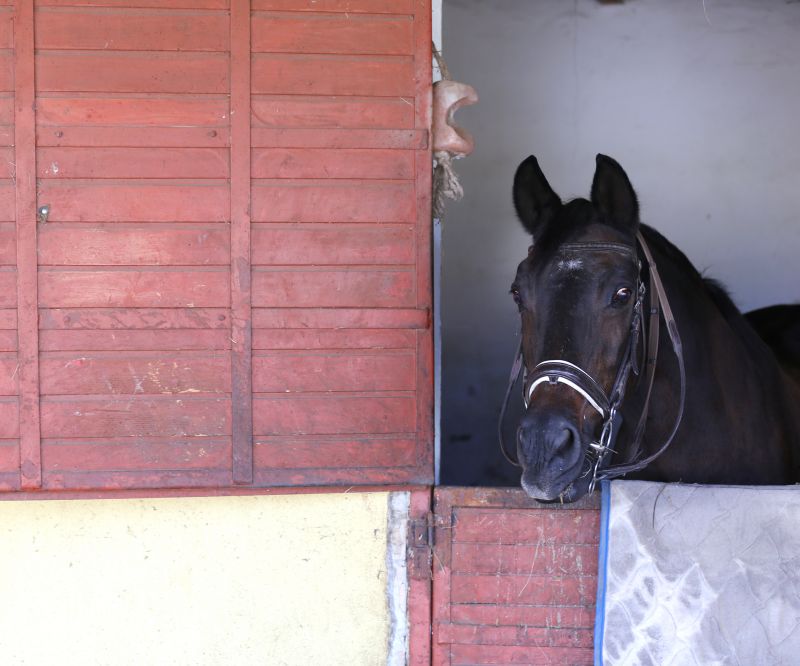 Stable Repair in Alpharetta, GA