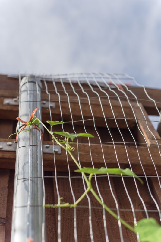 Vineyard Trellis Installation in Wilmington, NC